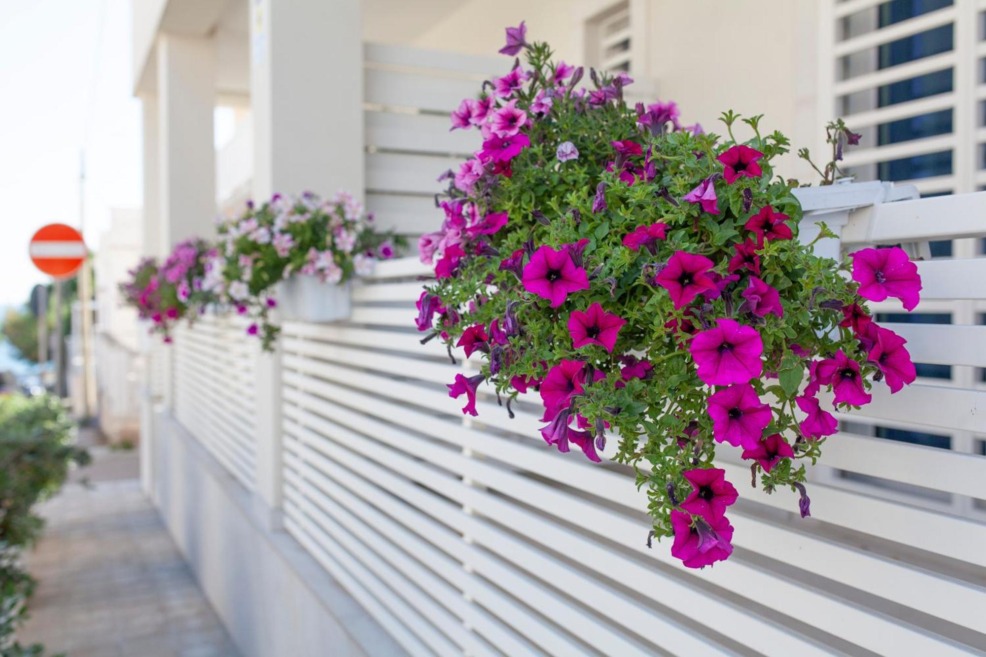 Bed and Breakfast Dimora Nesea Cozze Esterno foto